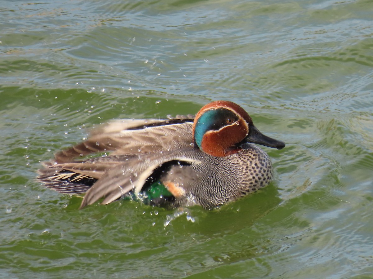 Green-winged Teal - ML613424099