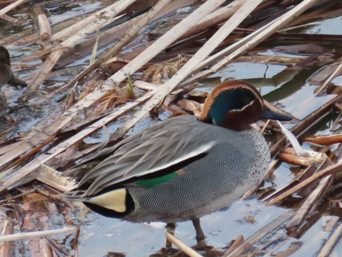 Green-winged Teal - ML613424101