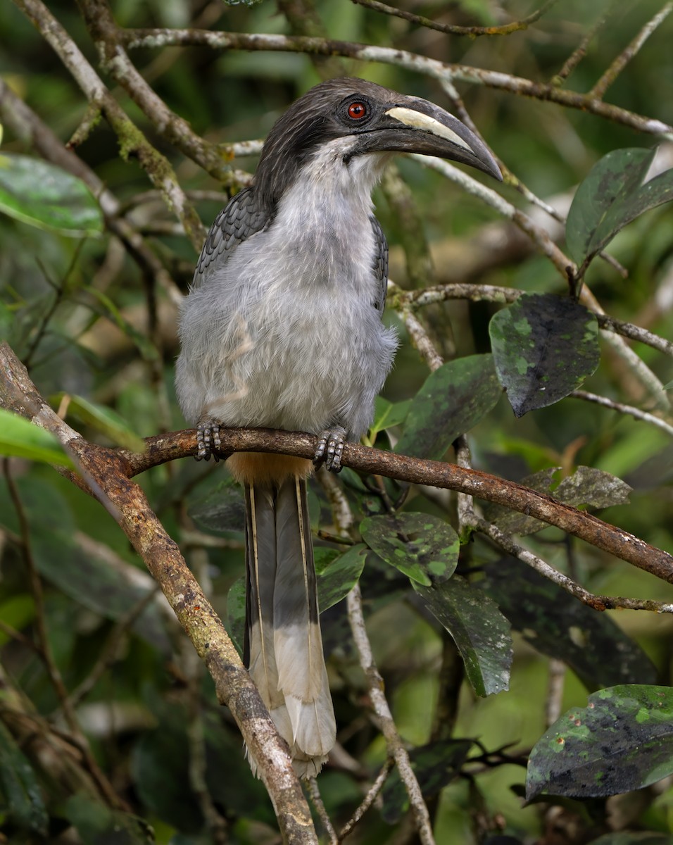 Sri Lanka Gray Hornbill - ML613424128