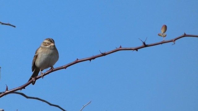 Clay-colored Sparrow - ML613424157