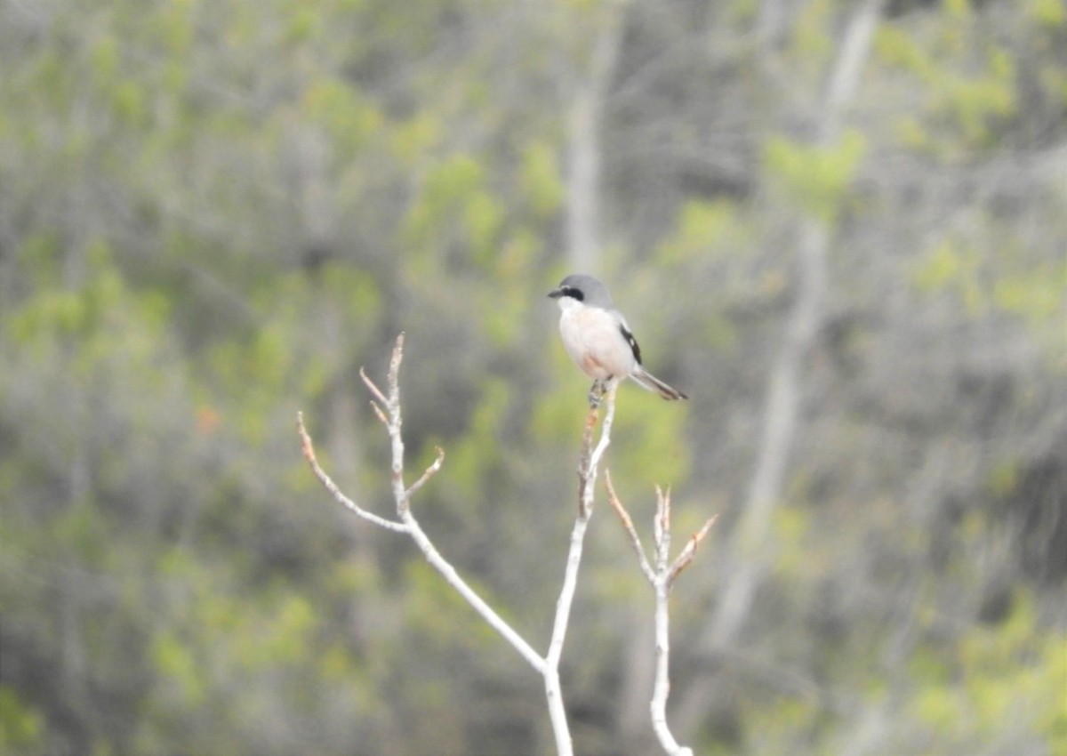 Iberian Gray Shrike - Alba Sanjuán