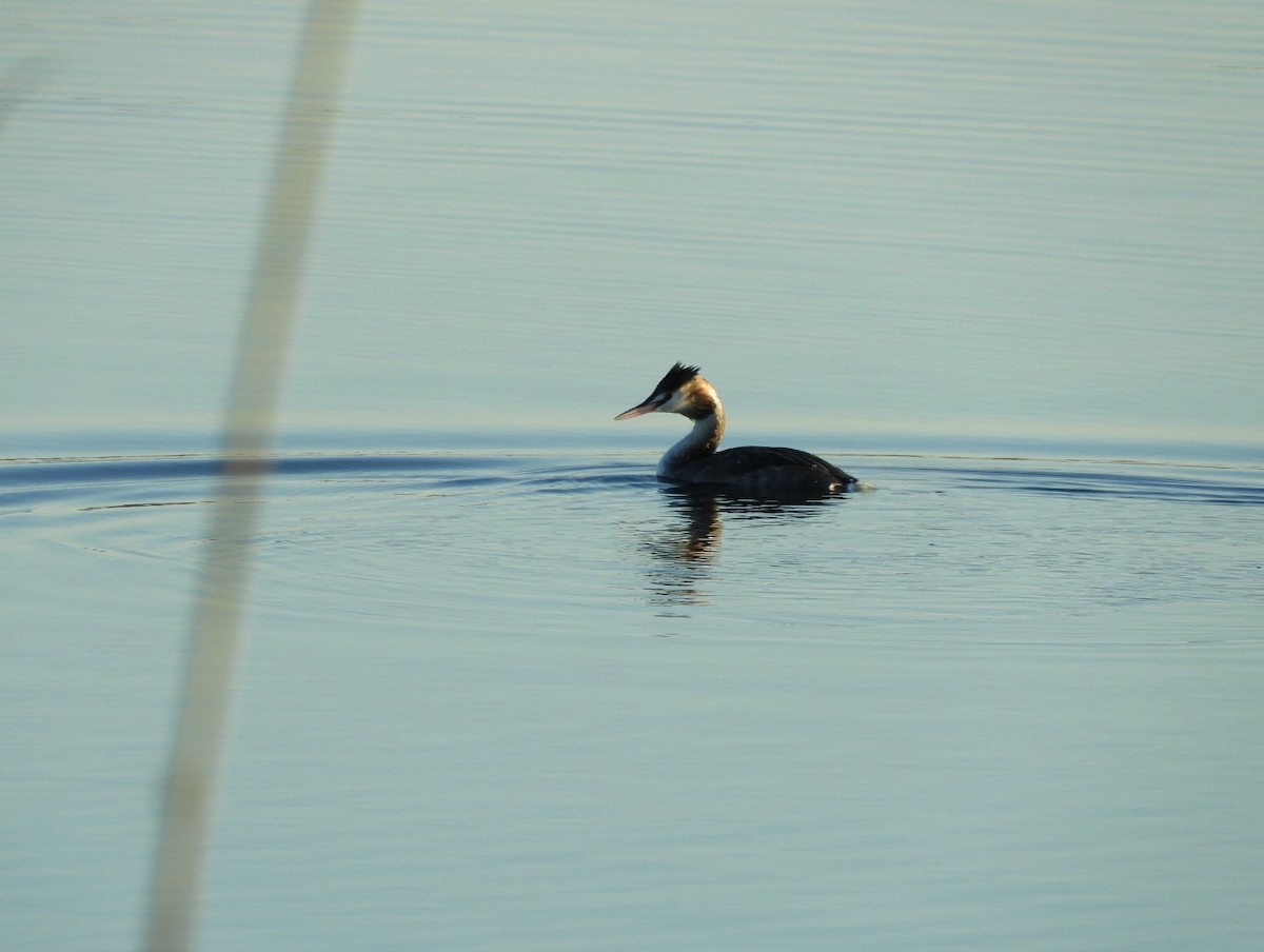 Great Crested Grebe - ML613424216