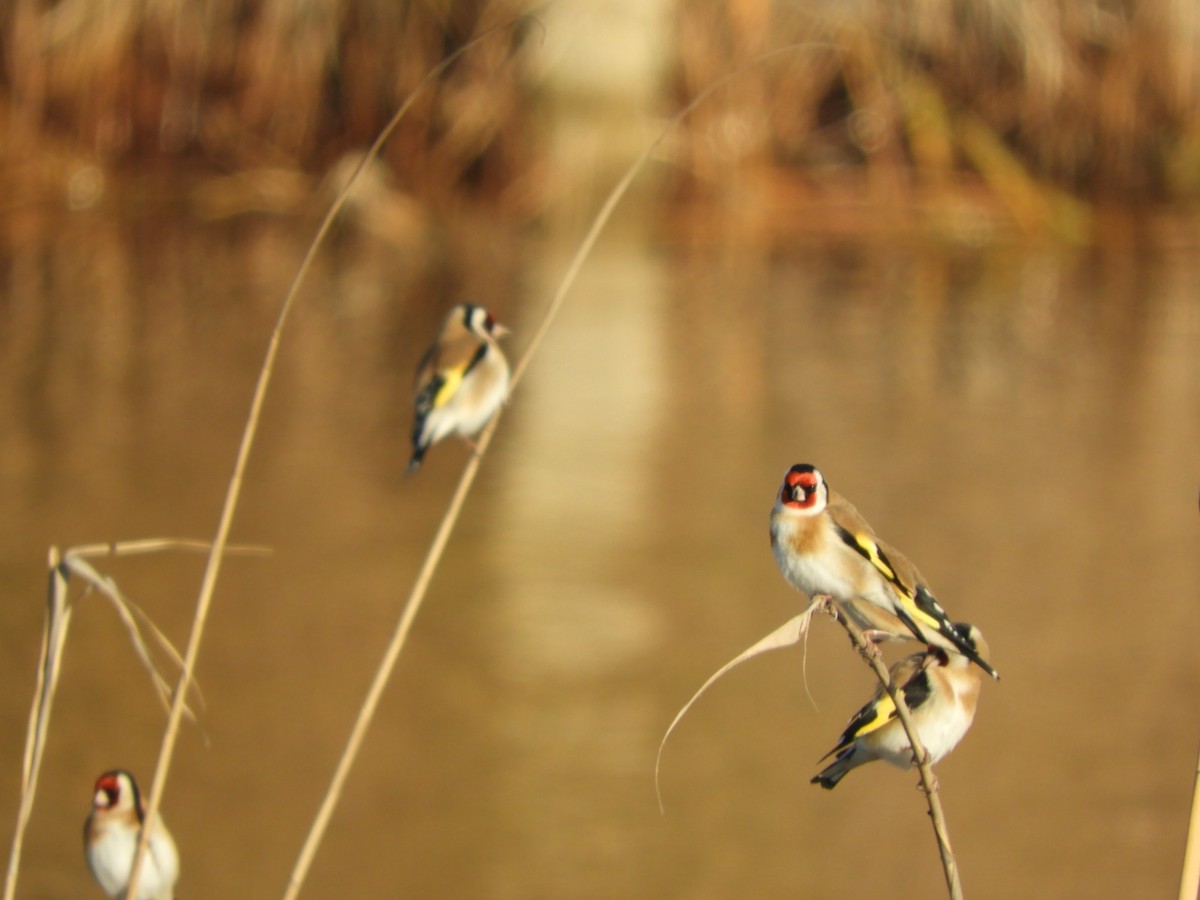 European Goldfinch - Alba Sanjuán