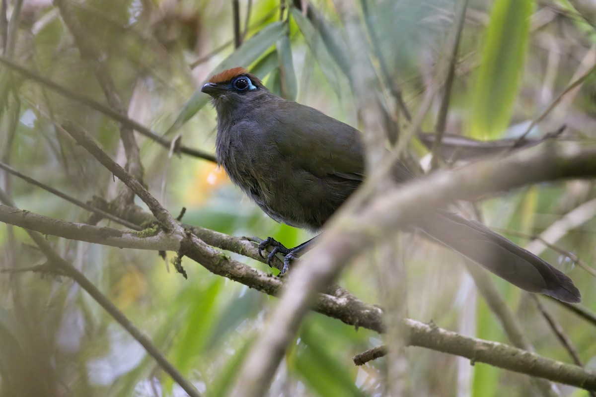Red-fronted Coua - ML613424663