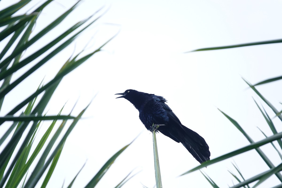 Great-tailed Grackle - ML613424887
