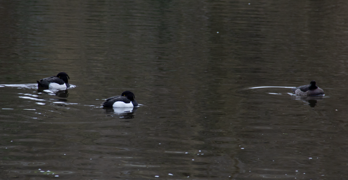 Tufted Duck - ML613424944