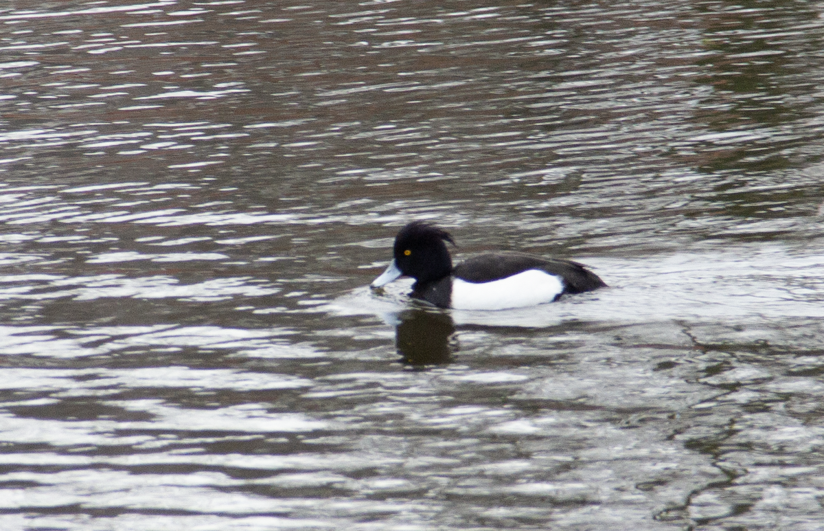 Tufted Duck - ML613424958