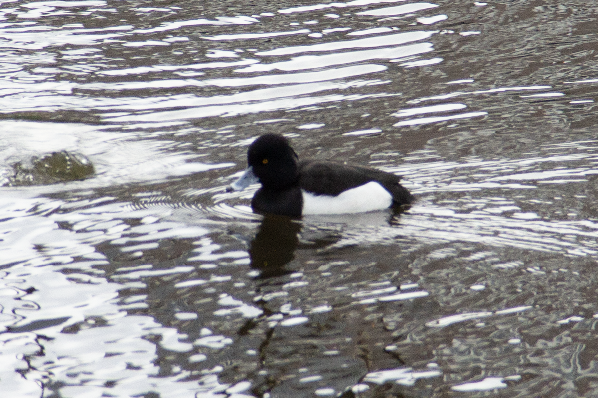 Tufted Duck - ML613424965