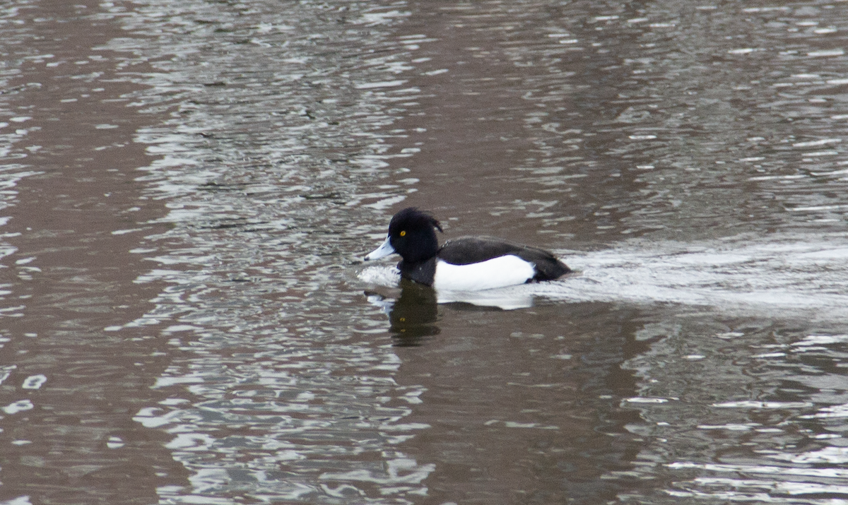 Tufted Duck - ML613424969