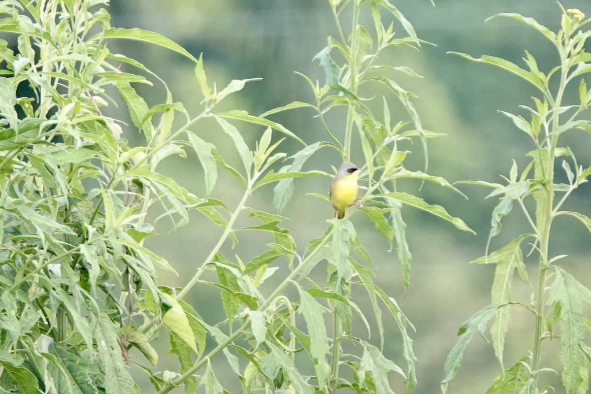 Gray-crowned Yellowthroat - ML613424983