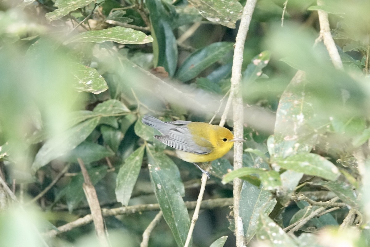 Prothonotary Warbler - ML613425150
