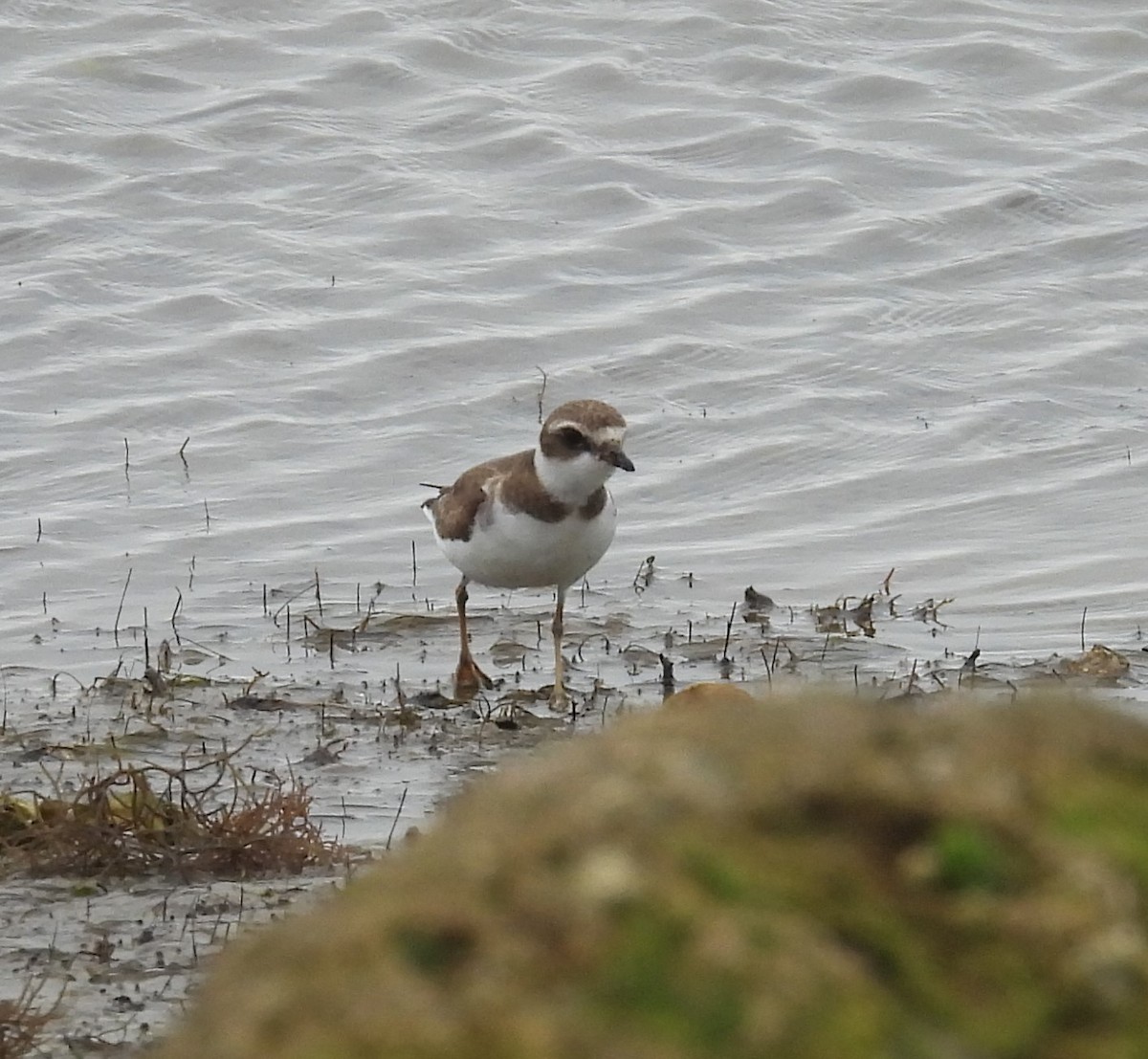 Semipalmated Plover - ML613425190