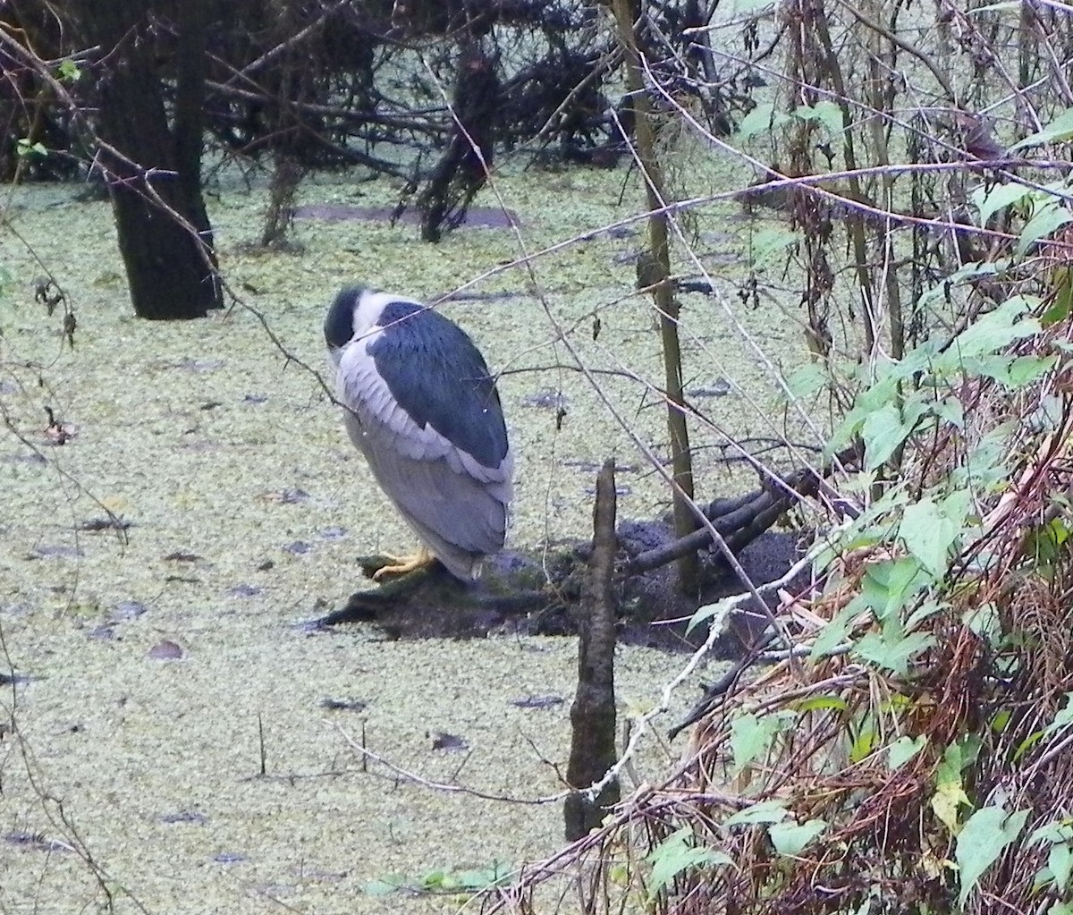 eBird Checklist 12 Jan 2024 Lettuce Lake County Park 26 species