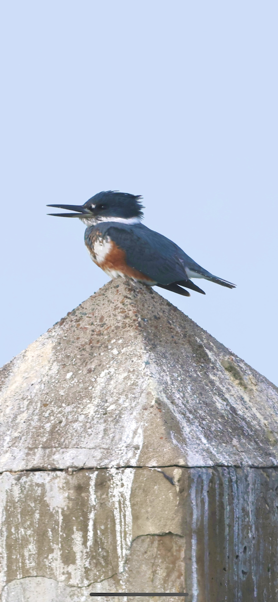 Belted Kingfisher - ML613425303