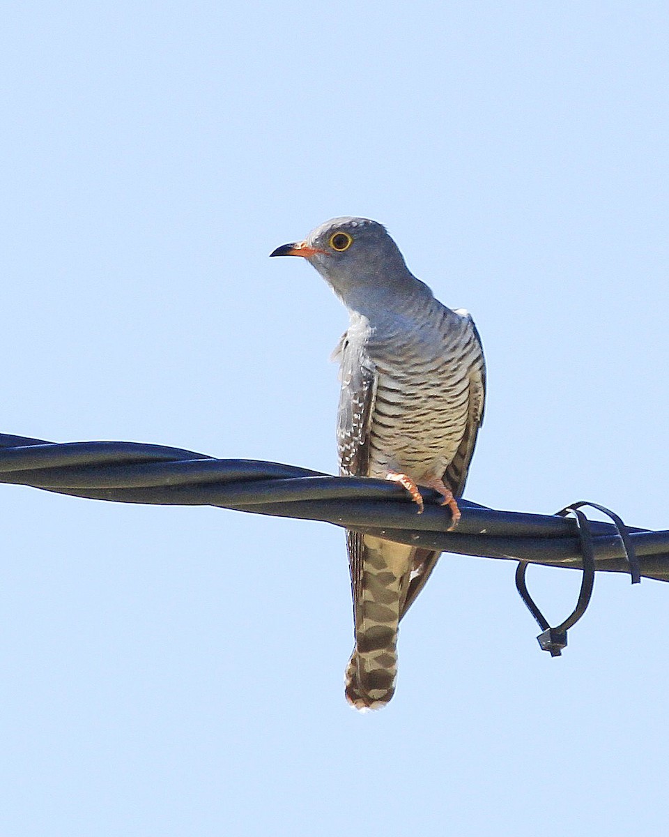 African Cuckoo - Carl Poldrack