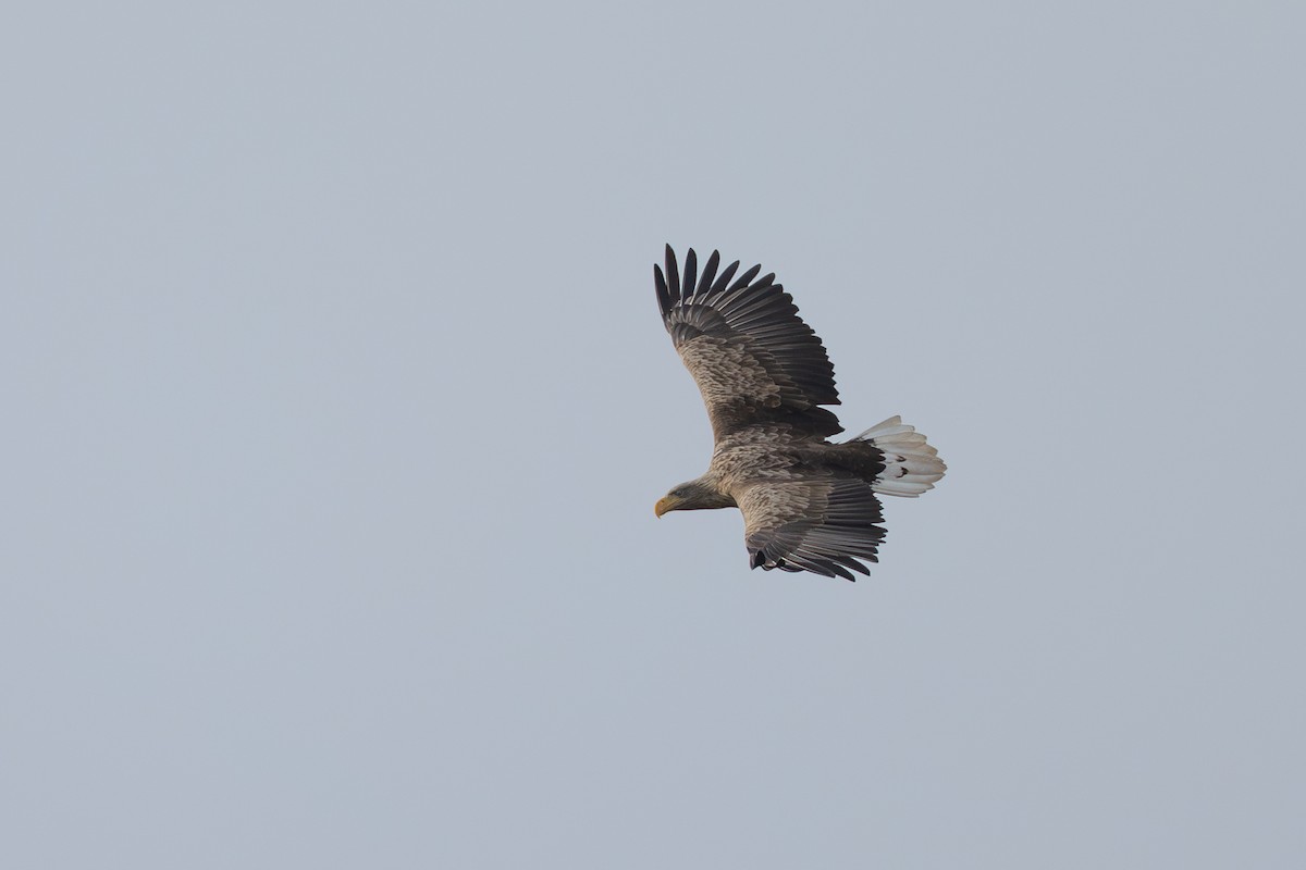 White-tailed Eagle - Jukka Jantunen