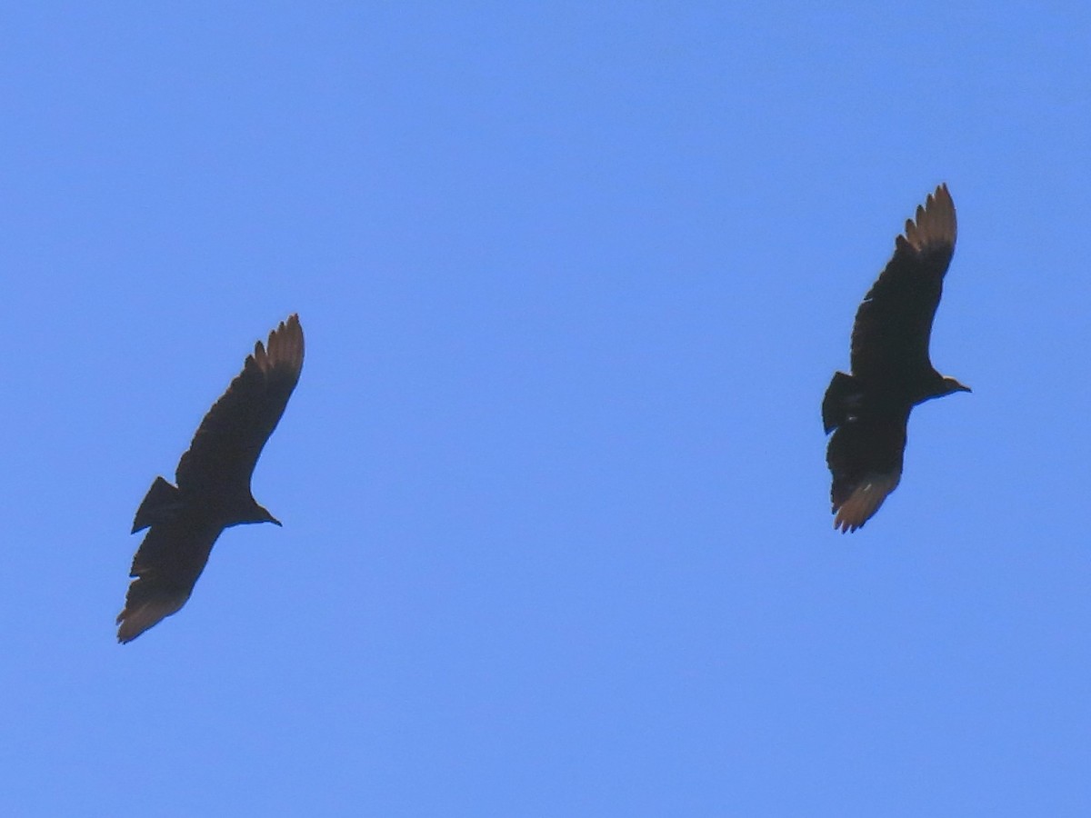 Black Vulture - ML613425850