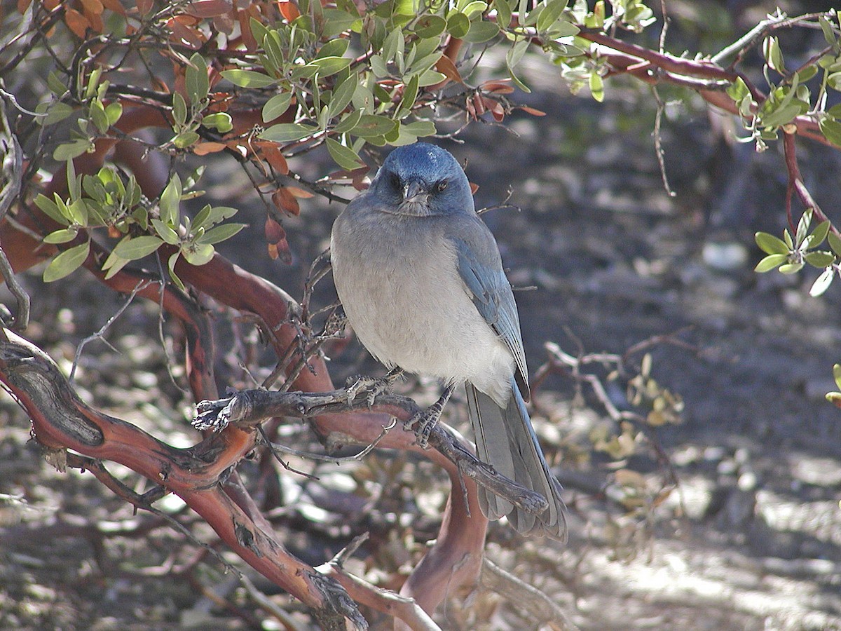 Mexican Jay - ML613425999
