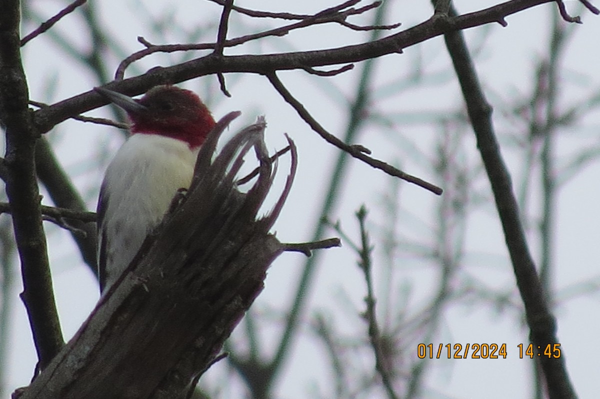 Red-headed Woodpecker - ML613426141