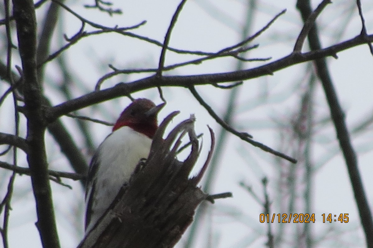 Red-headed Woodpecker - ML613426142