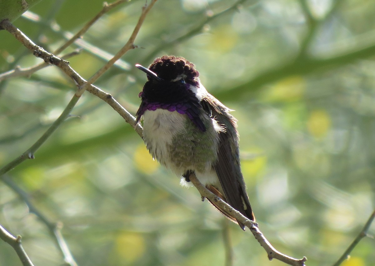 Costa's Hummingbird - ML613426500