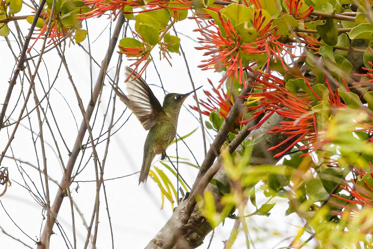Green-backed Firecrown - ML613426510