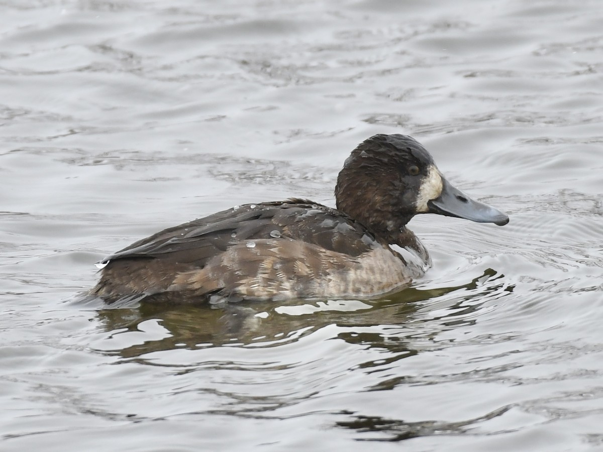 Greater Scaup - ML613426577