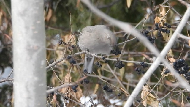 Townsend's Solitaire - ML613426581