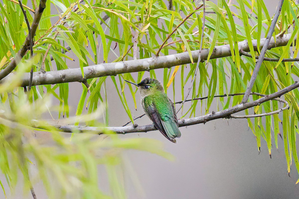 Green-backed Firecrown - ML613426719