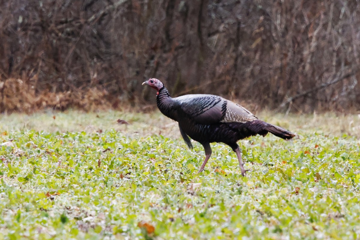 eBird Checklist 12 Jan 2024 Pleasant Creek WMAPleasant Creek Road