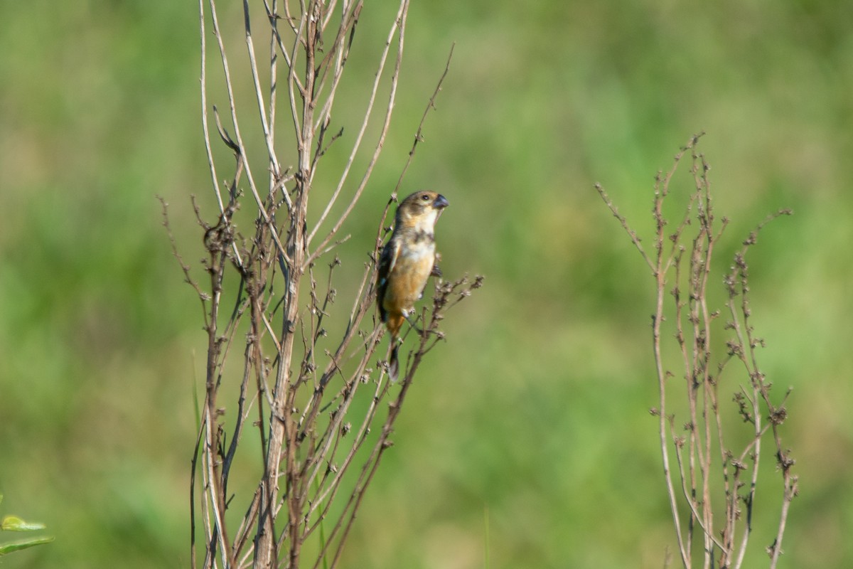 Rusty-collared Seedeater - ML613426999