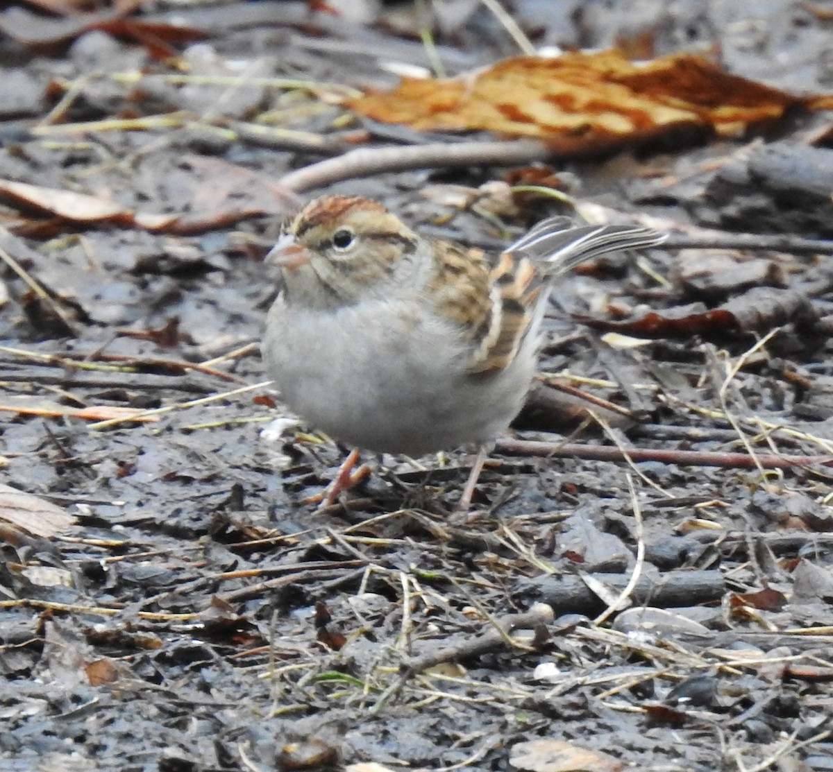 EBird Checklist 12 Jan 2024 Toronto Lambton Woods 17 Species   1200