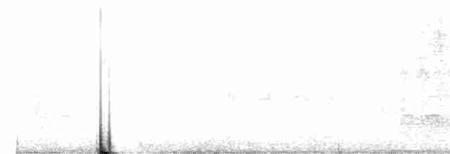 Avocette élégante - ML613427674