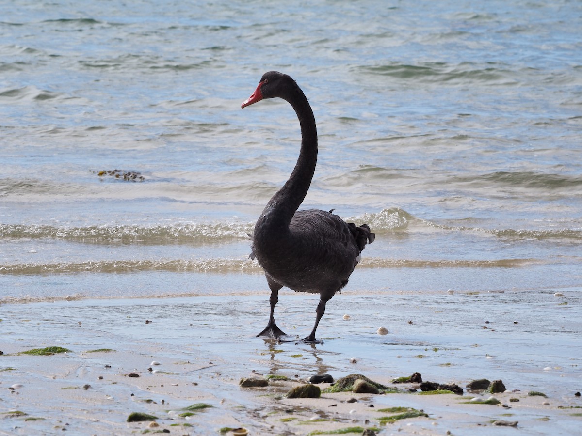 Black Swan - ML613427999