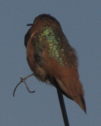 Allen's Hummingbird - LeRoy  Dorman