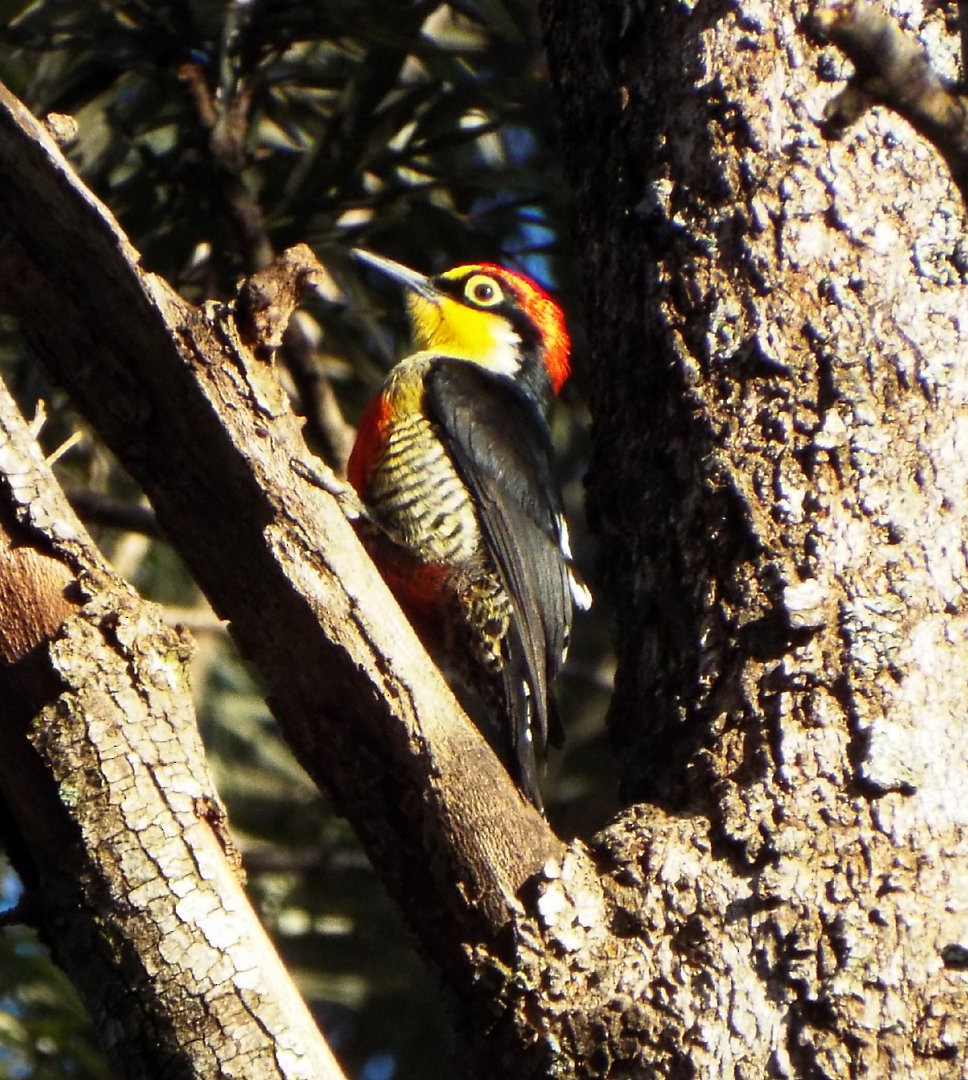Yellow-fronted Woodpecker - ML613428138