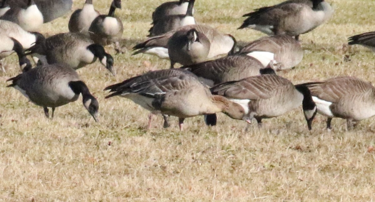 Pink-footed Goose - ML613428173