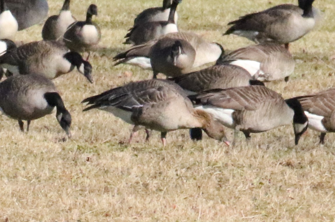 Pink-footed Goose - ML613428174