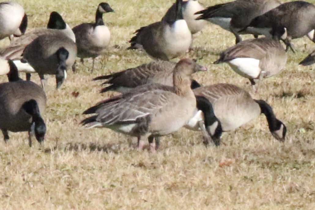 Pink-footed Goose - ML613428175