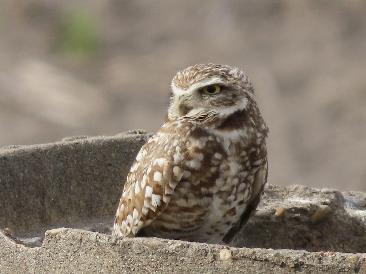 Burrowing Owl - ML613428711