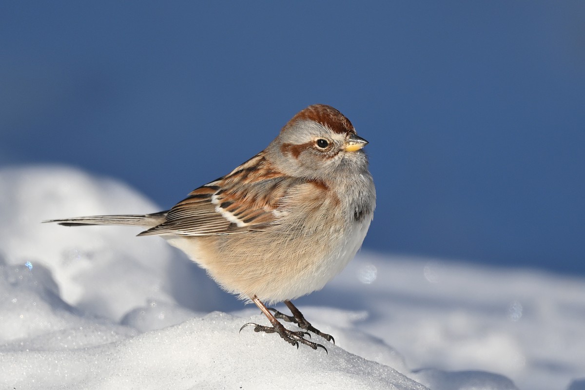 American Tree Sparrow - André Lanouette
