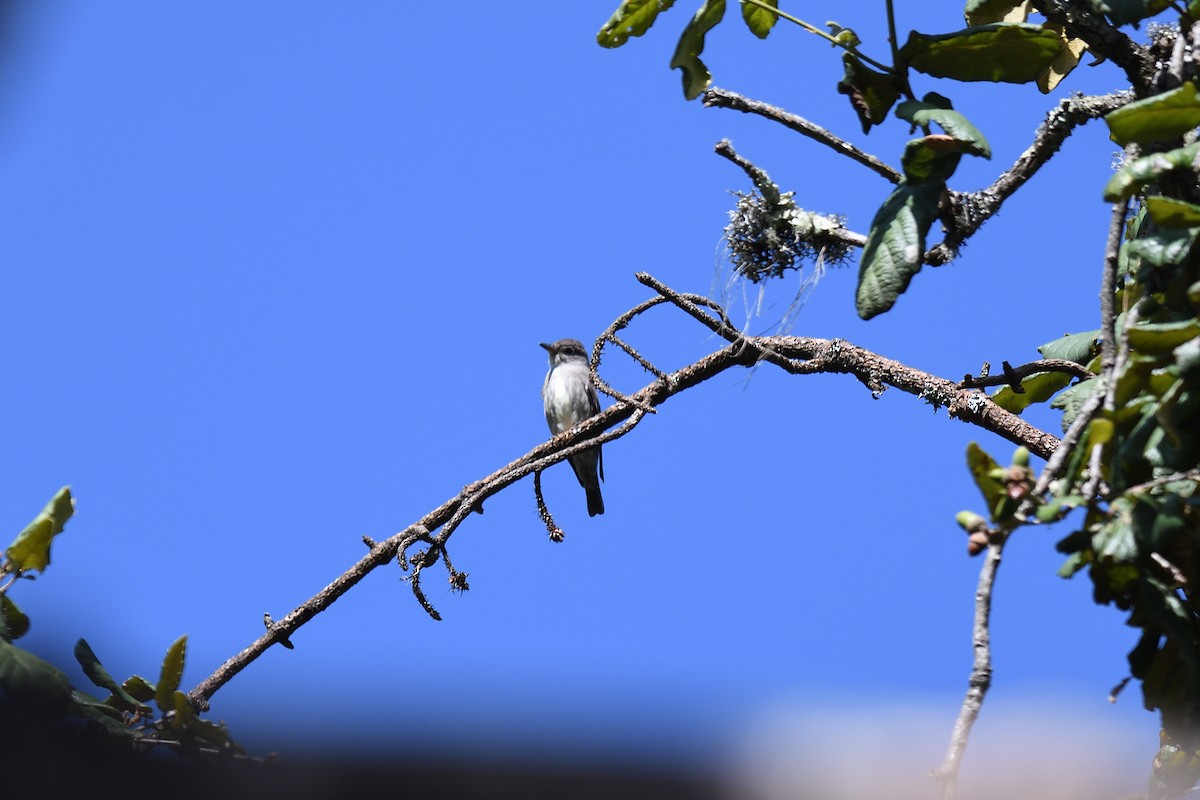 Greater Pewee (Mexican) - ML613429265
