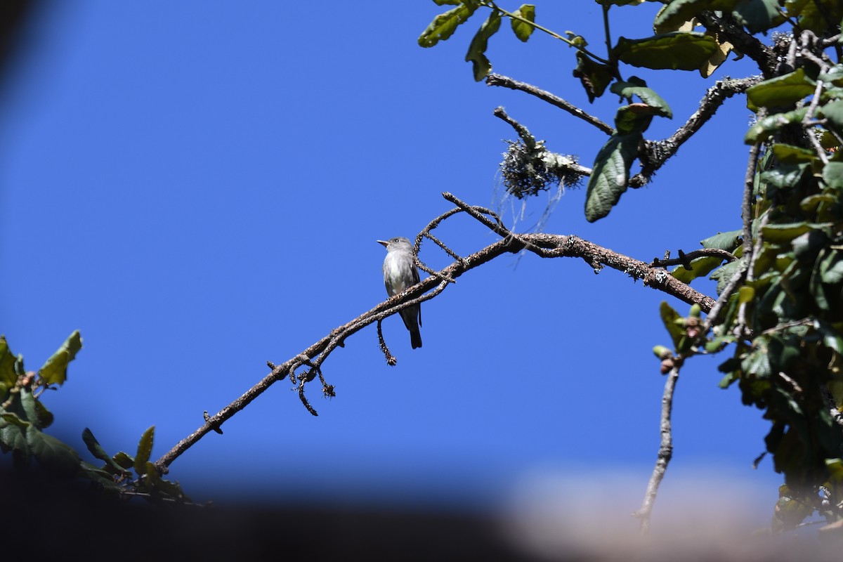 Greater Pewee (Mexican) - ML613429266