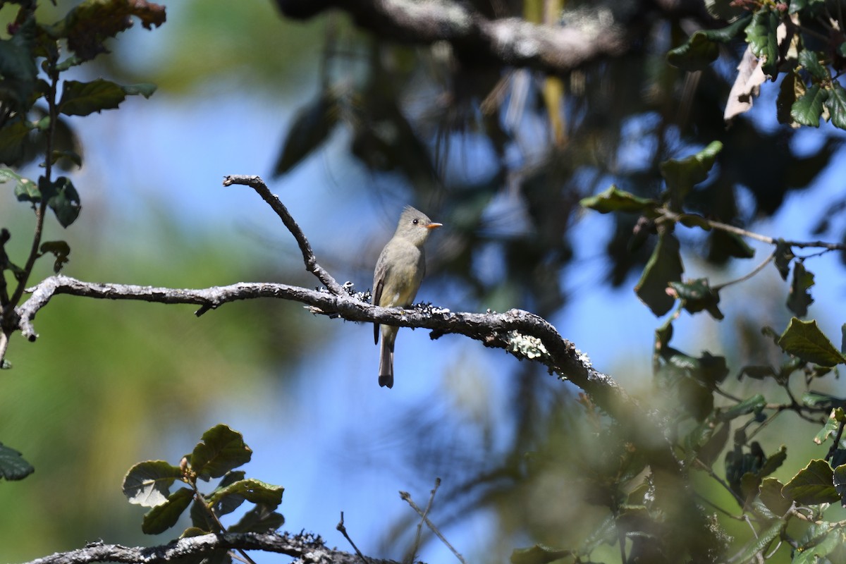 Greater Pewee (Mexican) - ML613429269
