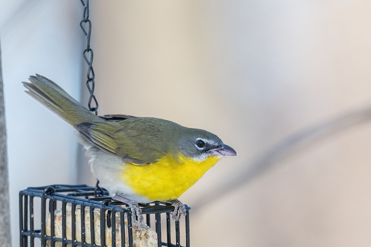 Yellow-breasted Chat - ML613429275
