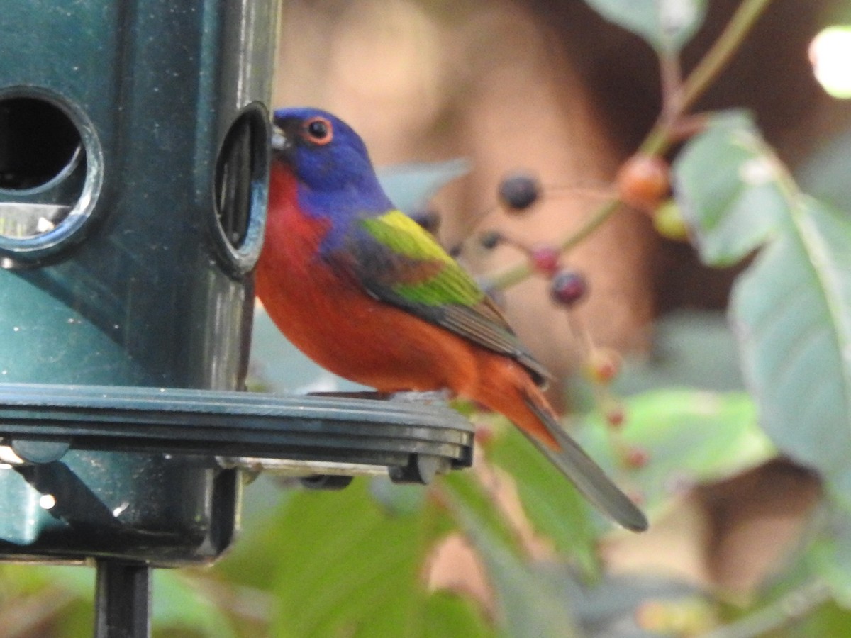 Painted Bunting - ML613429494