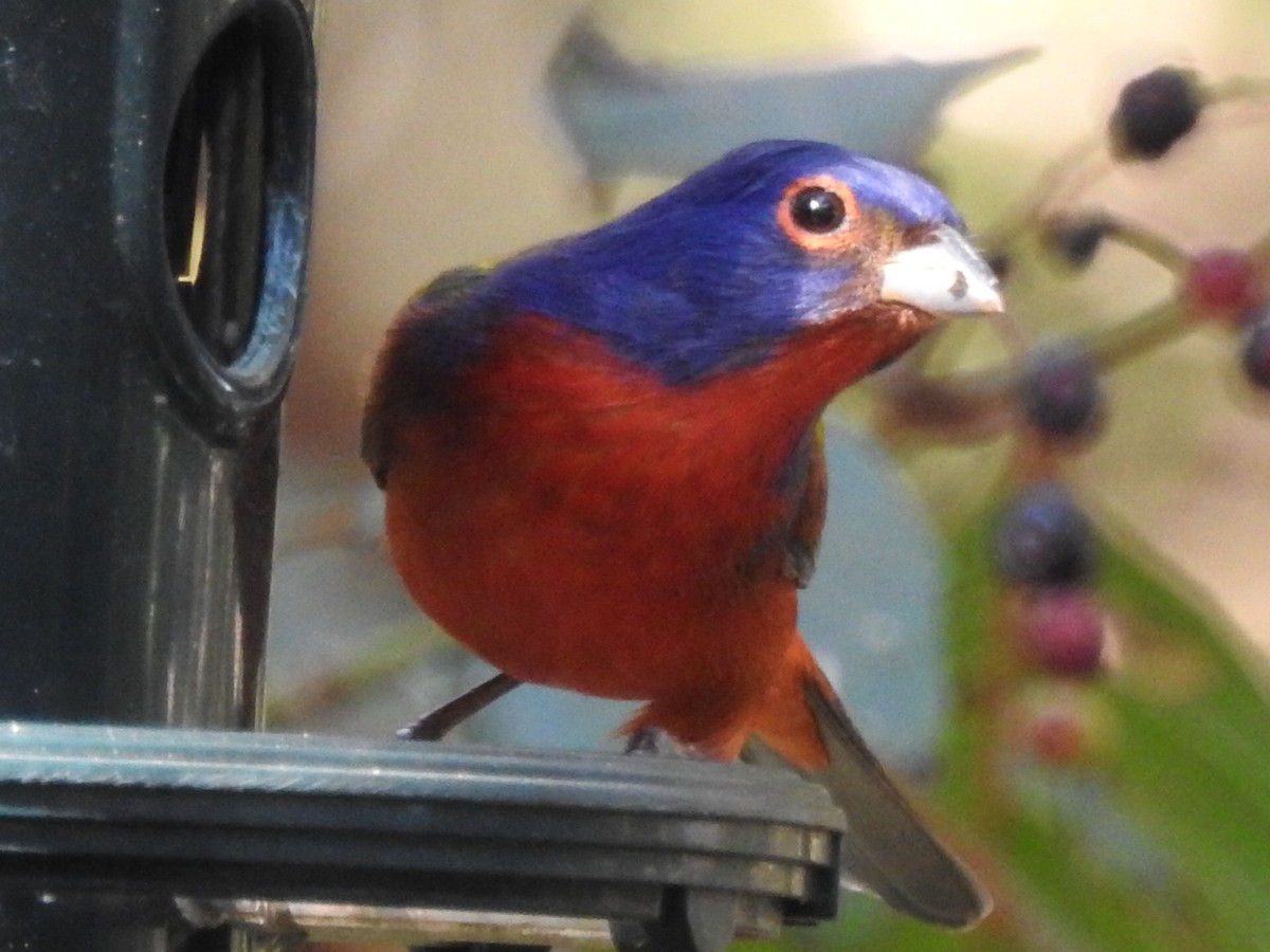Painted Bunting - ML613429531