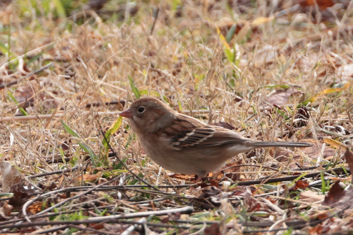 Field Sparrow - ML613429609