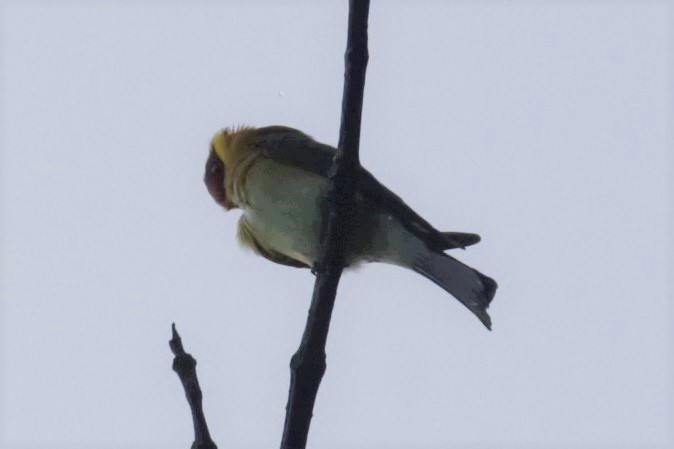 Chestnut-headed Bee-eater - ML613429916