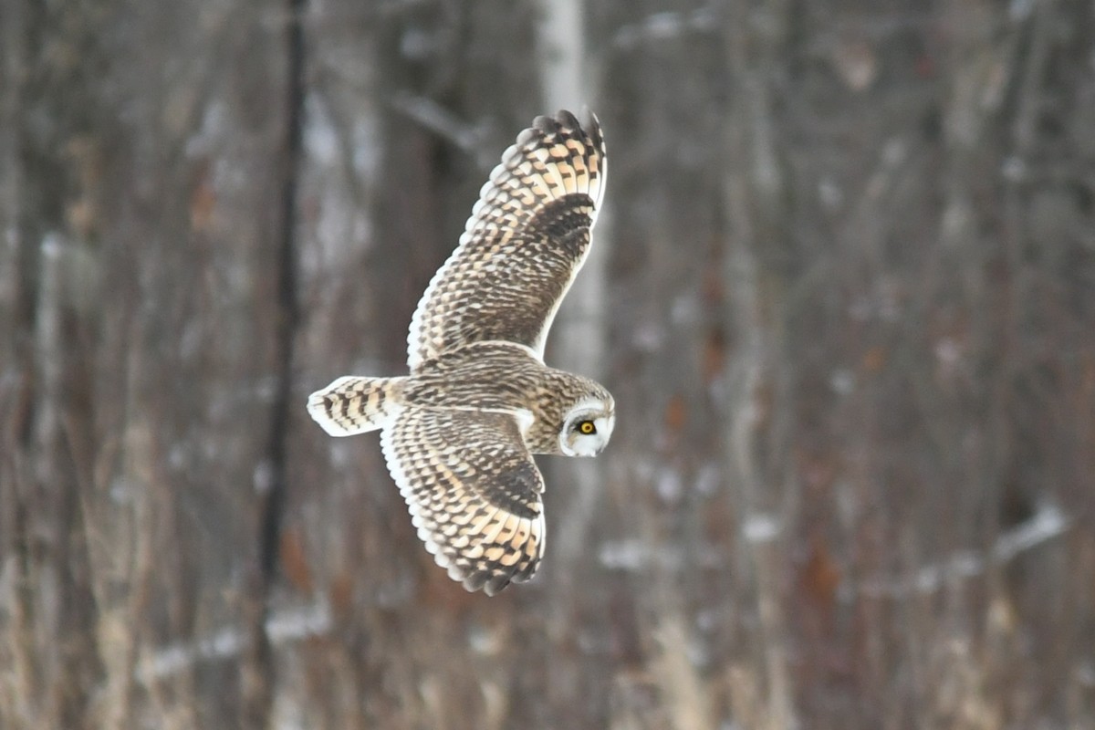 EBird Checklist 12 Jan 2024 Missisquoi NWR Headquarters Vicinity   1200